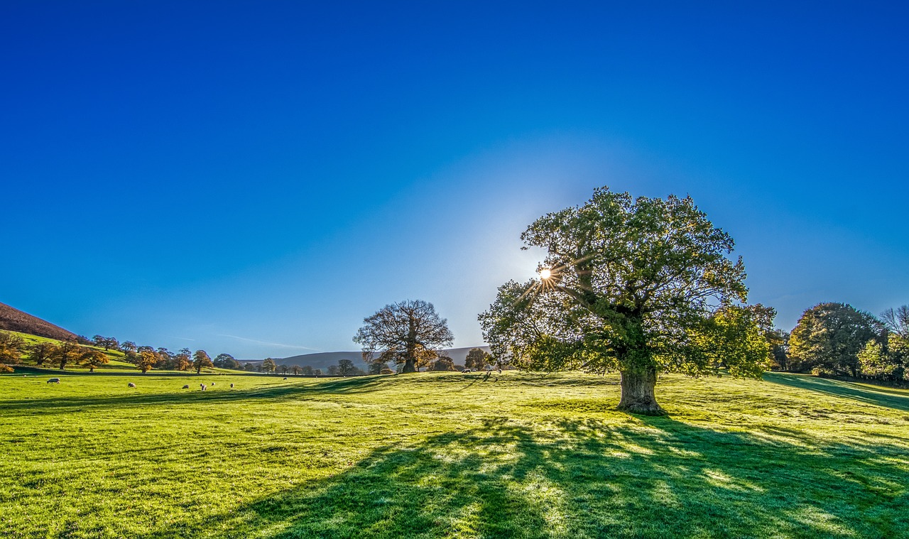 tree sun sunshine summer meadow 2916763