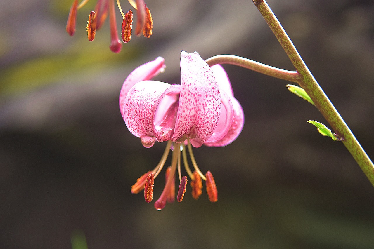 turks cap lily flower nature 2458255