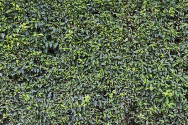 wall green leaves sheet garden 957509