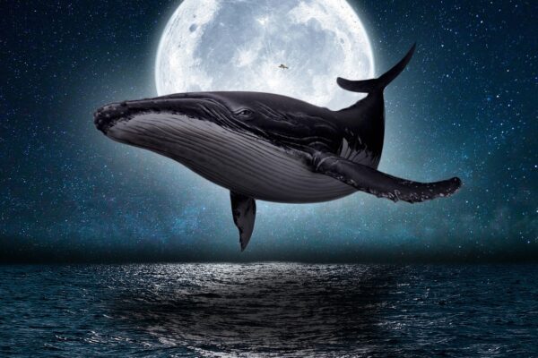 whale moon sea ocean night 5647904