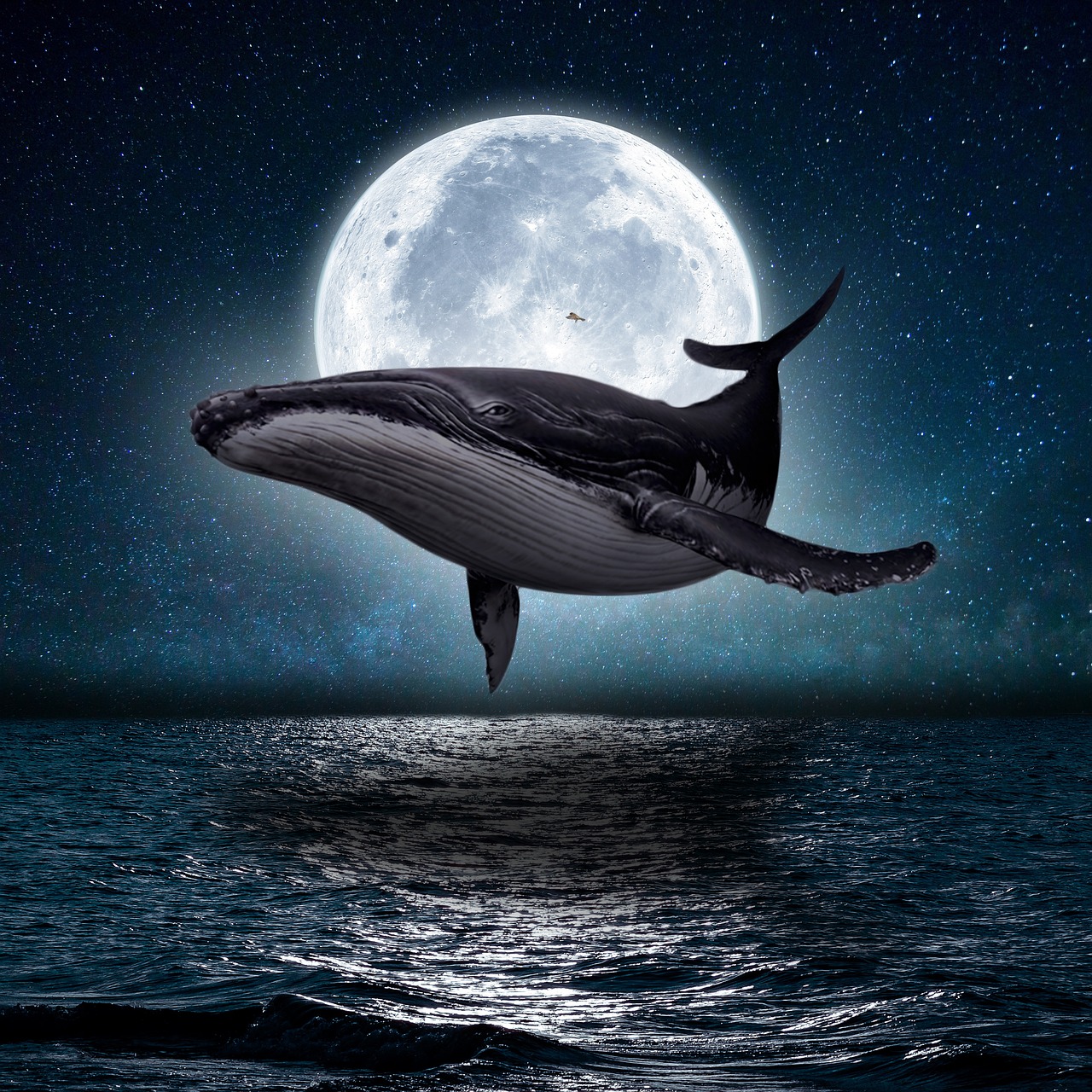 whale moon sea ocean night 5647904