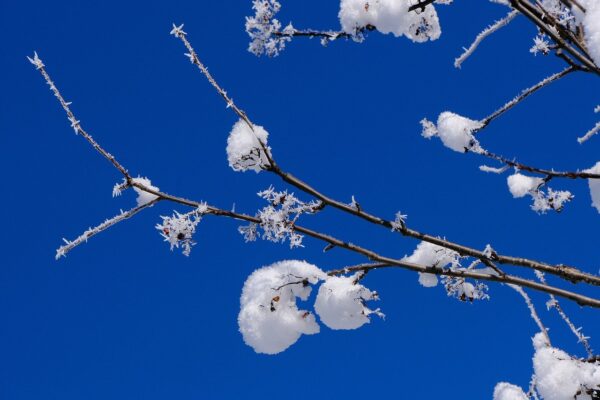 winter snow branch nature season 7684976