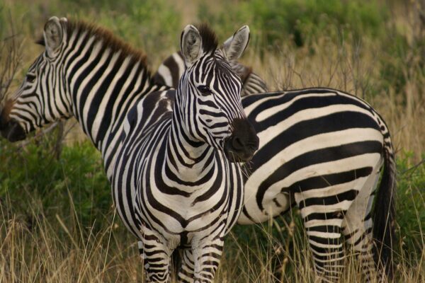 zebra animals wild zebra zebra 4721777