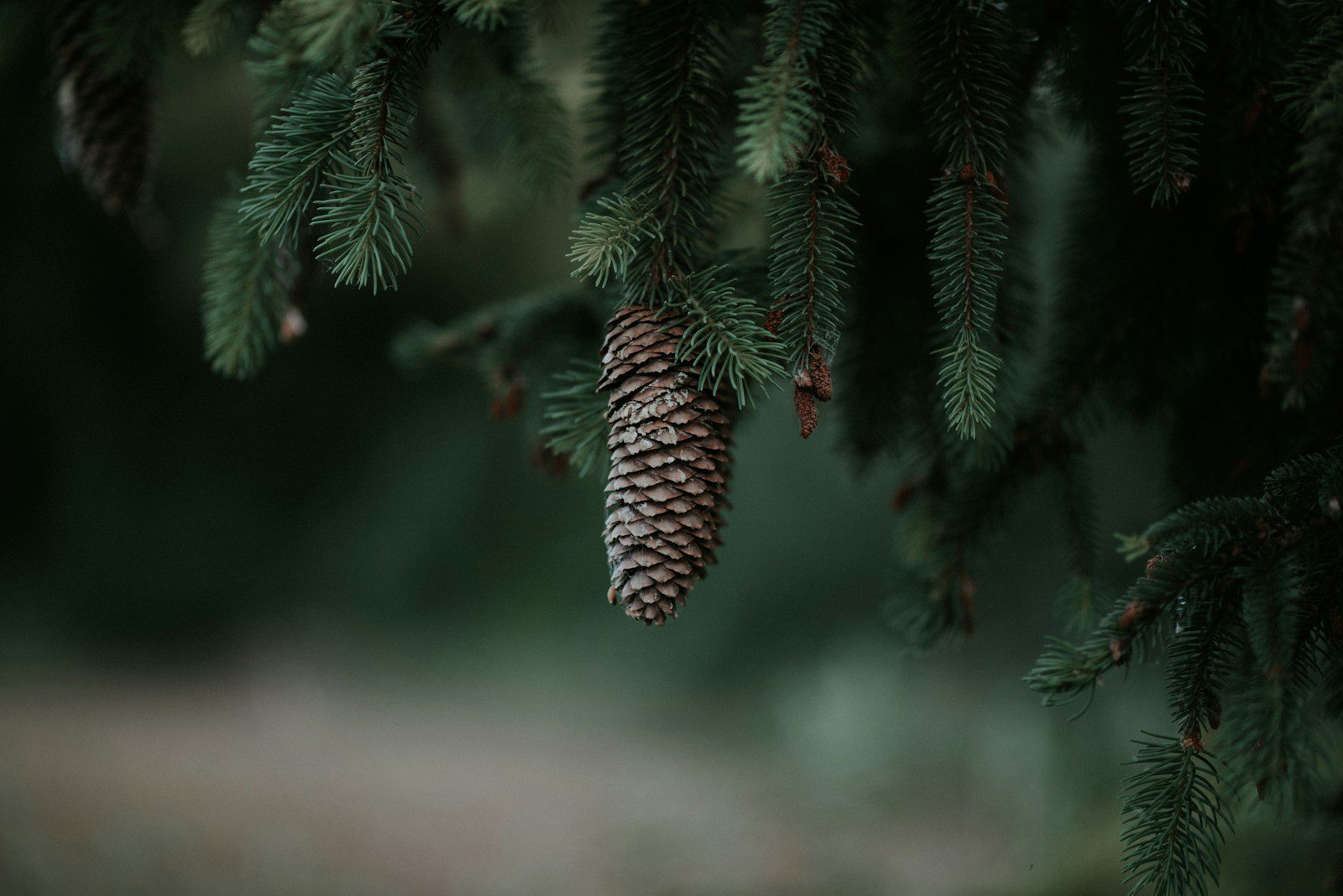 A pine cone hanging from a pine tree