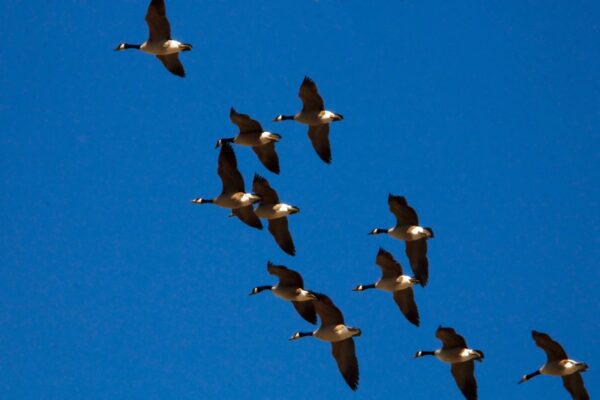 a flock of birds flying through a blue sky