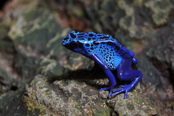 blue frog