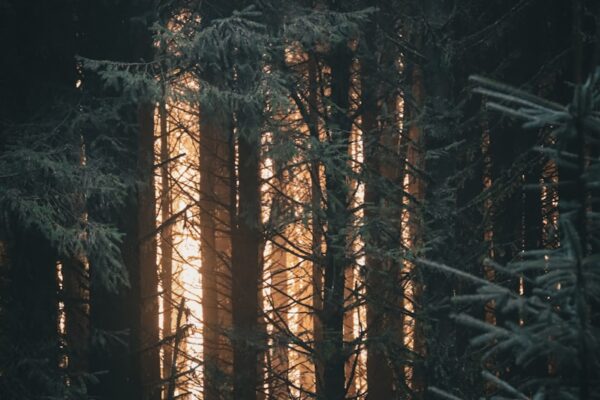 A forest filled with lots of tall trees