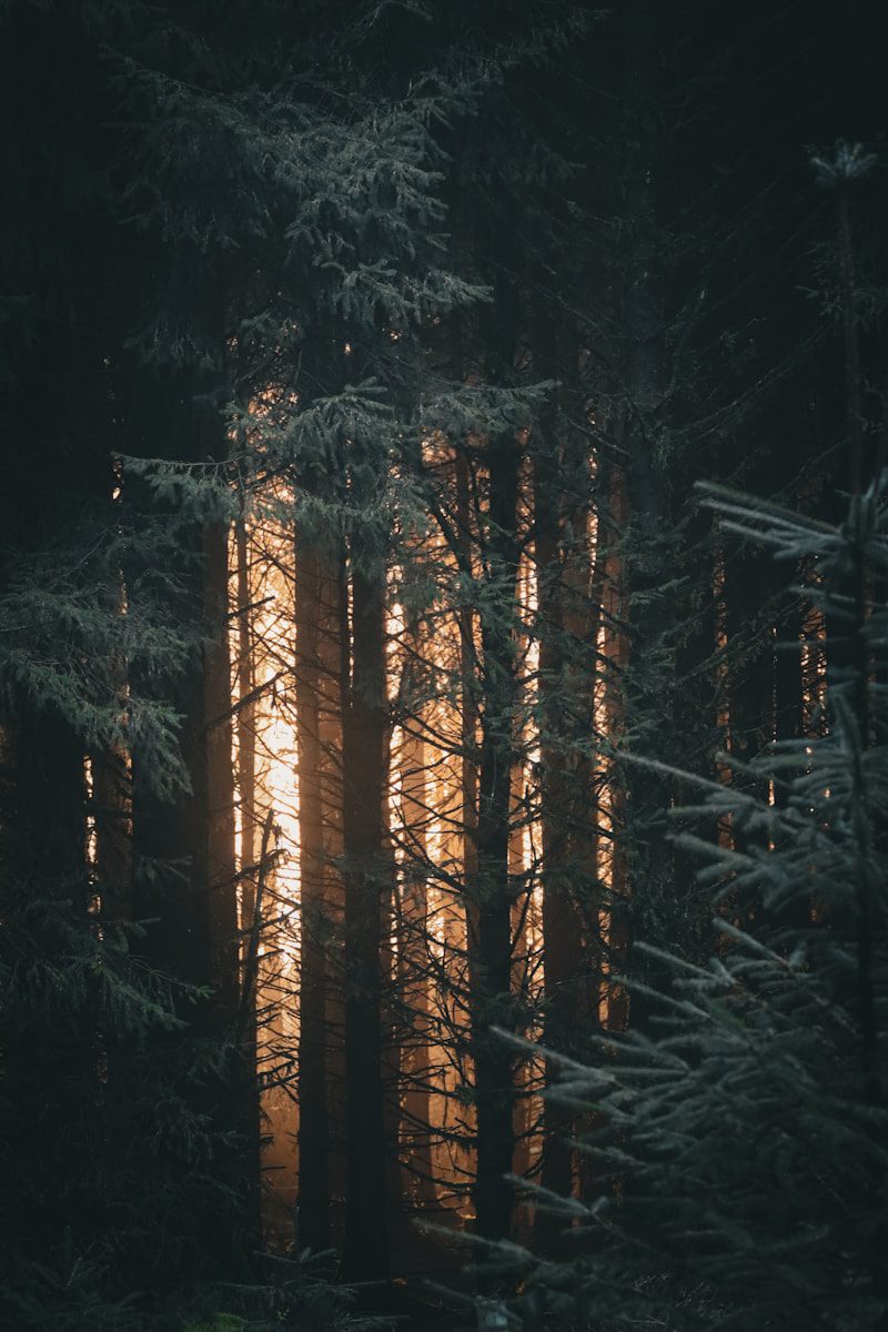 A forest filled with lots of tall trees