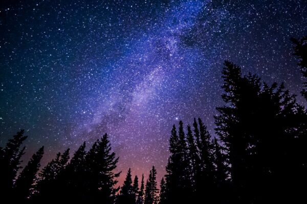 worm's eye view of trees during night time