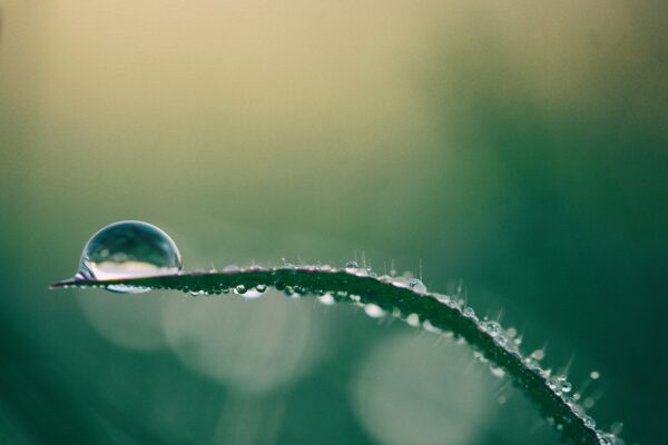 macro photography of drop of water on top of green plant