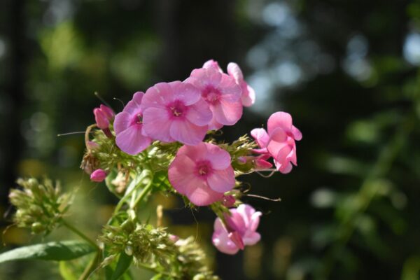 a close up of pink flowers in a garden