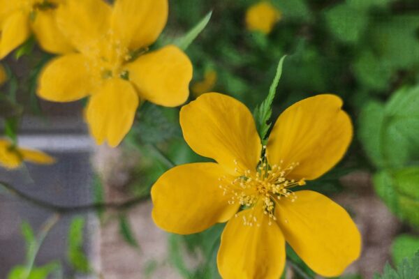 A close up of a yellow flower with green leaves