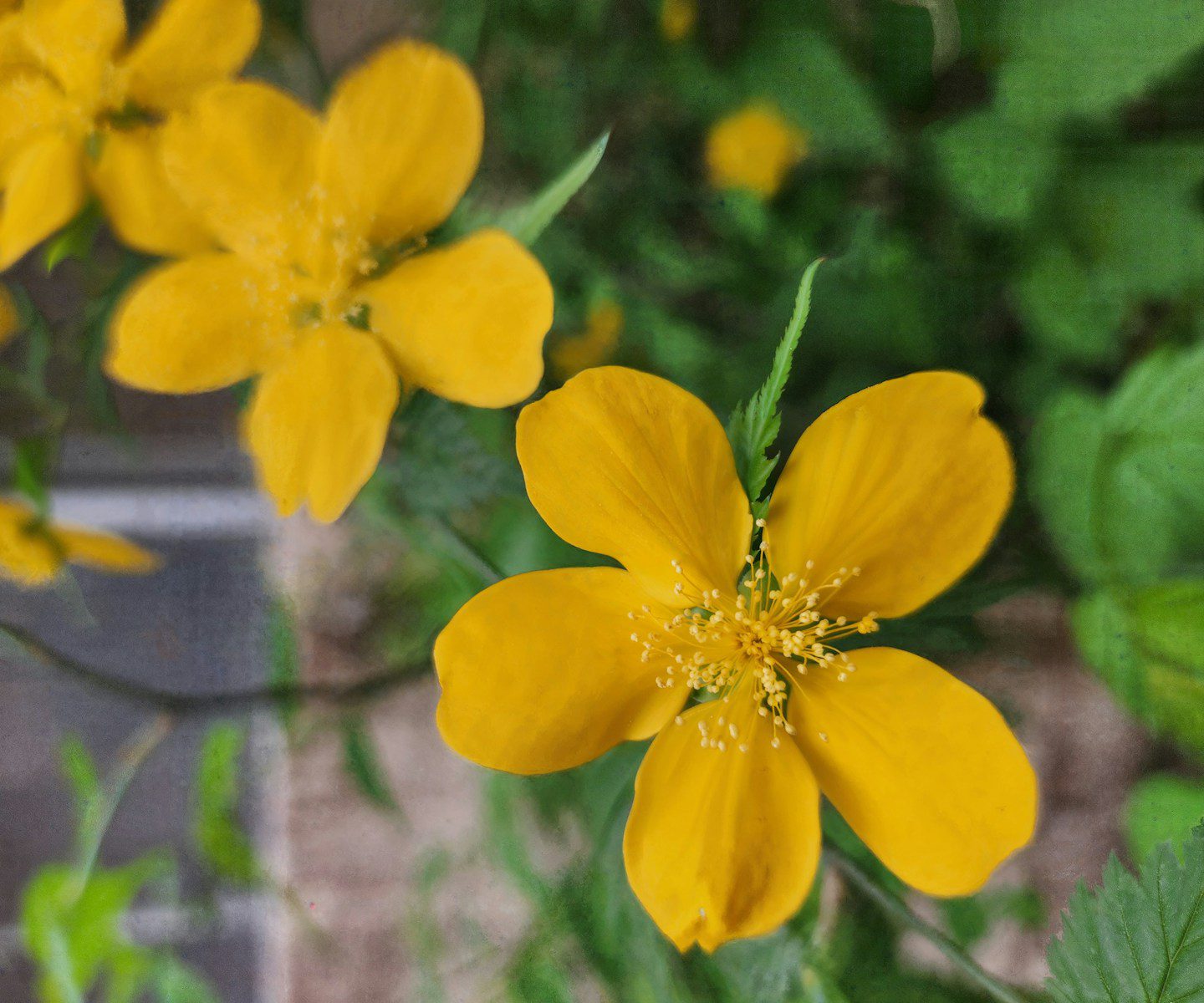 A close up of a yellow flower with green leaves