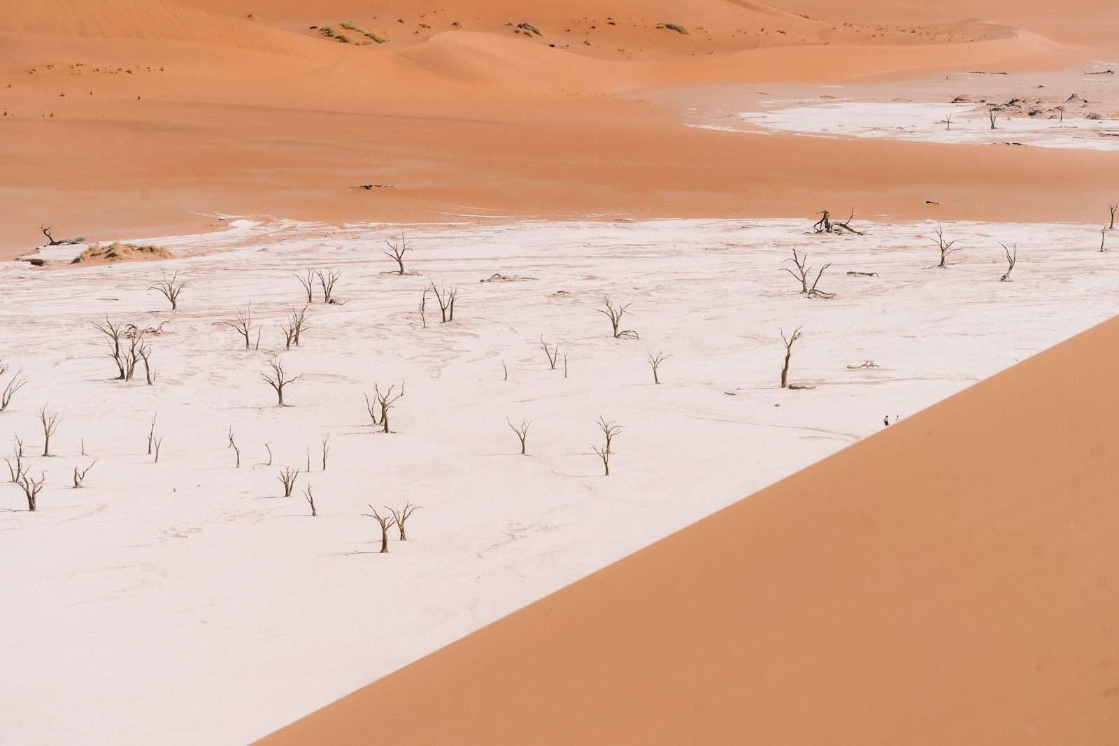 A desert landscape with sand dunes and trees