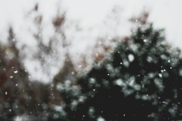 a blurry photo of a tree with snow on it