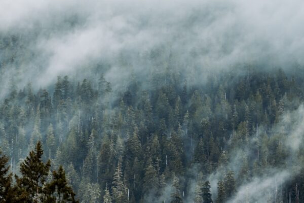 green trees covered with white clouds