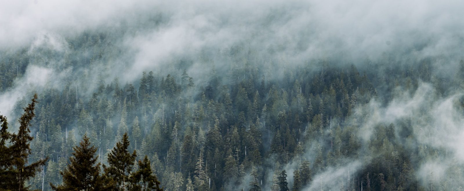 green trees covered with white clouds