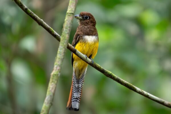 a yellow and brown bird sitting on a tree branch