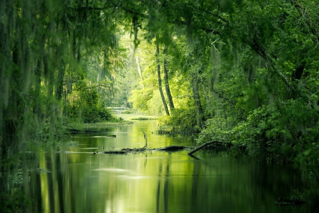 green trees beside river during daytime reading tranquility quotes