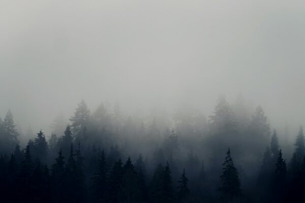 A foggy forest filled with lots of trees