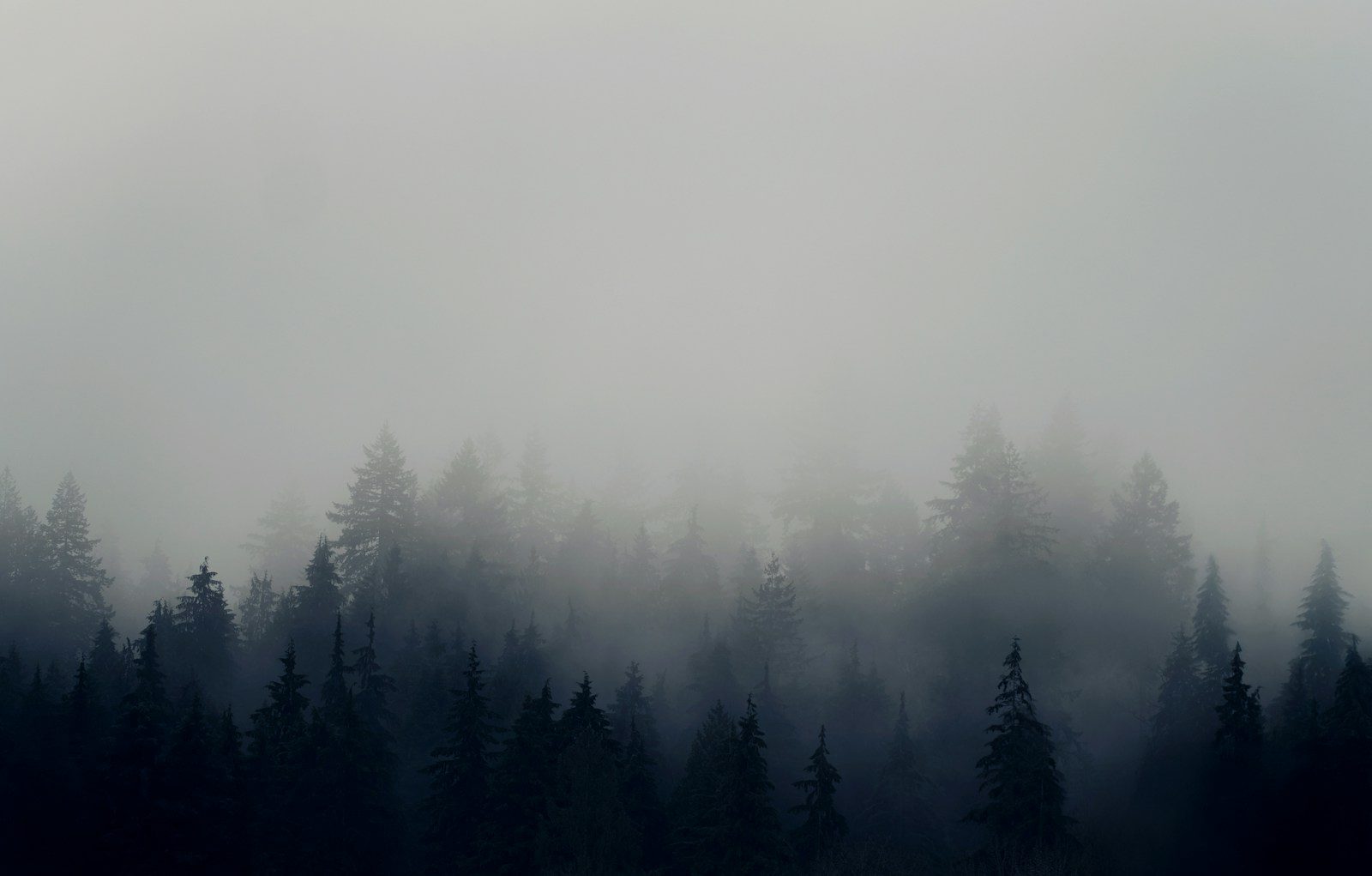 A foggy forest filled with lots of trees