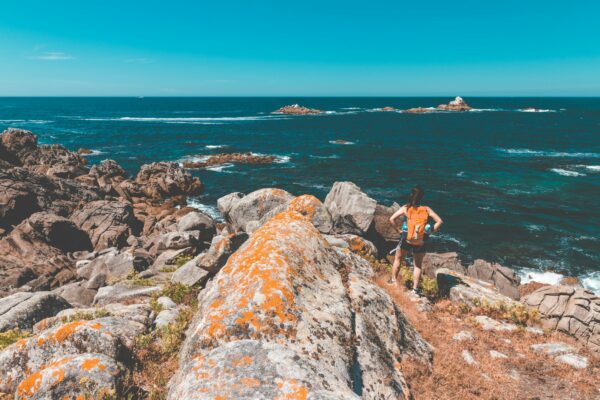 brown short coated dog on rocky shore during daytime