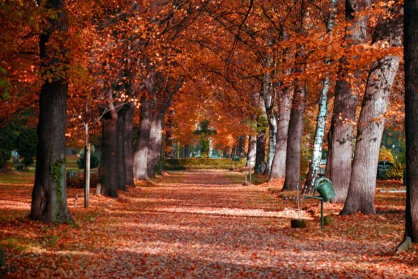 a park with lots of trees and leaves on the ground