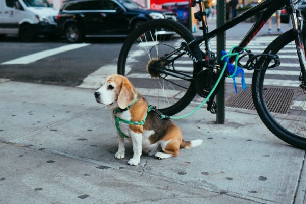 brown and white Beagle puppy corded to bicycle beside street