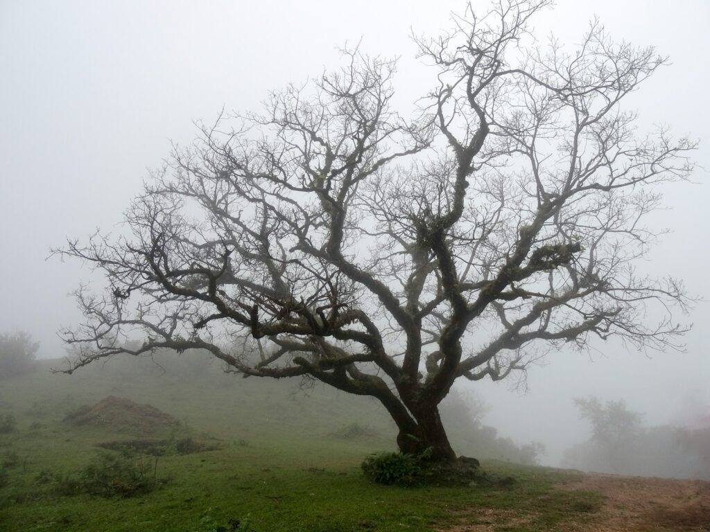 wilted tree during daytime, tree quotes