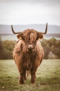 Read more about the article Taurus Quotes That Reflect Strength, Loyalty, and Determination