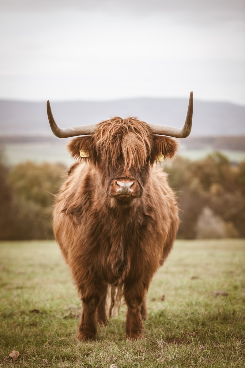 Taurus Quotes That Reflect Strength, Loyalty, and Determination