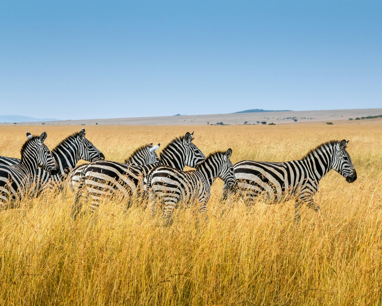 Zebra Quotes That Reveal Surprising Lessons About Individuality