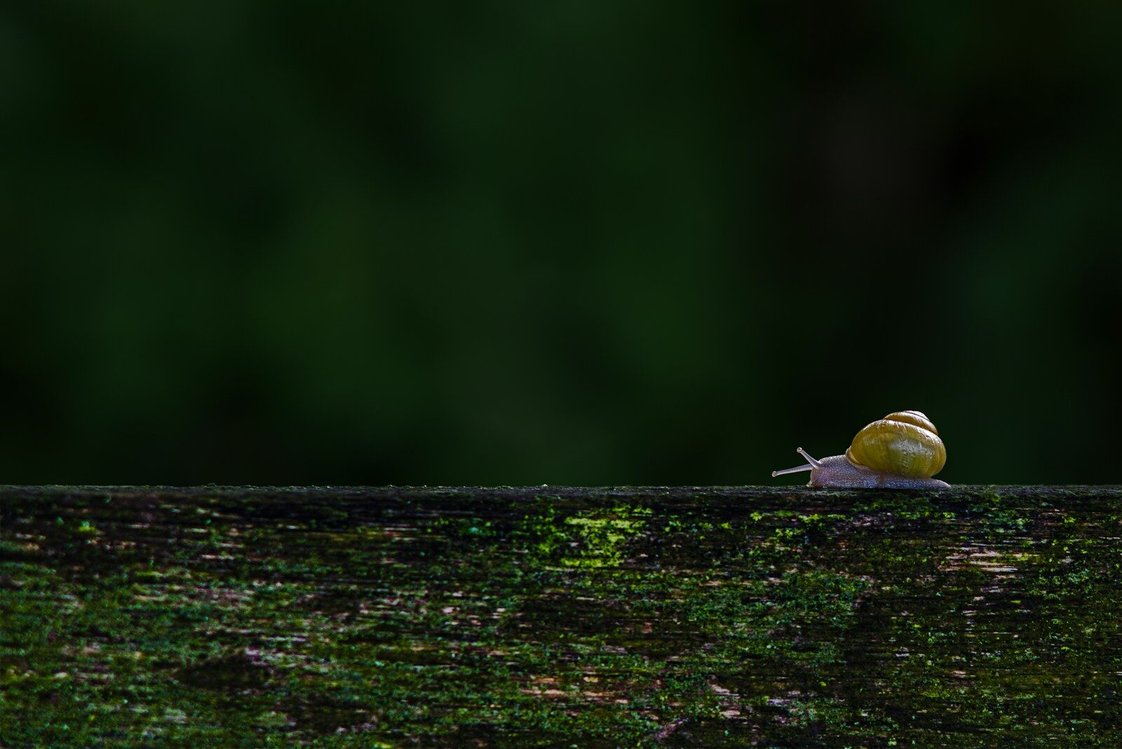 The 11 Essential Rules for Slowing Down and Enjoying Life More